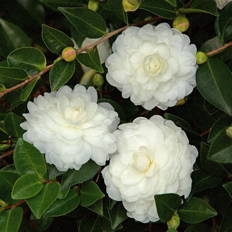 October magical white shi shi camellia